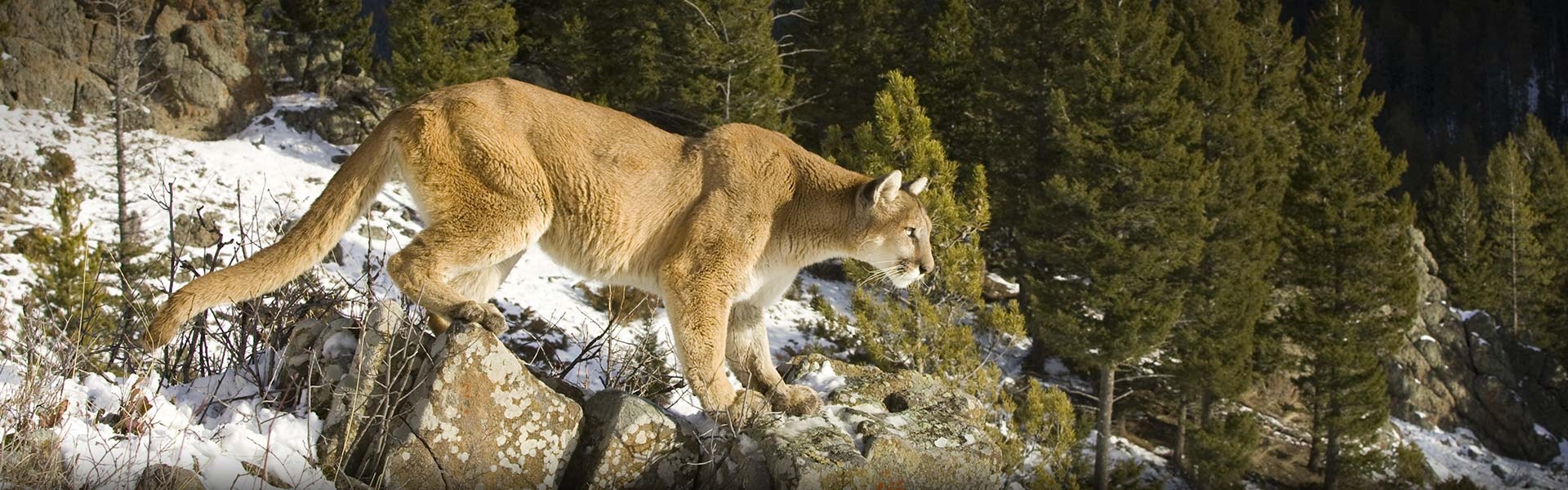 Colorado Mountain Lion Hunts