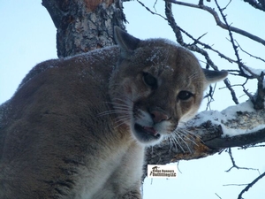 Colorado Mountion Lions - The Hunt
